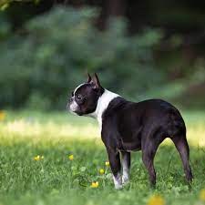 boston terrier rescues in indiana