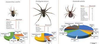 synanthropic spiders including the