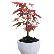 anese maple bonsai tree 2 5