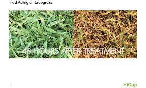 Raute Post Emergent Crabgrass Control Herbicide Biocides1 Com