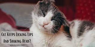 cat keeps licking lips and shaking head
