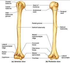 An eminence upon a bone, above its condyle. Humerus Or Arm Anatomy And Positioning Radtechonduty