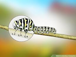 3 Ways To Identify A Caterpillar Wikihow