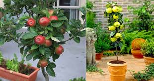 Growing Apple Trees In Pots Apple