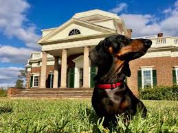 9 dog friendly things to do in virginia