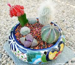 planting a cactus dish garden