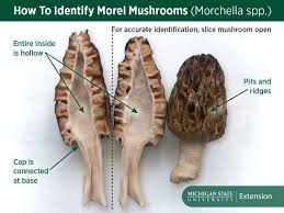 If one ingested a small dose, the compound should take about 15 hours to leave the body entirely. Did You Know Some Edible Mushrooms Can Still Make You Sick Msu Extension