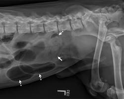 Image of Xray showing an intestinal obstruction in a dog