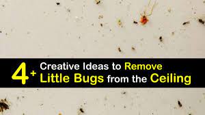 killing tiny bugs awesome tricks for