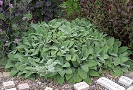 stachys byzantina big ears