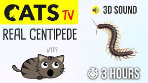 cats tv real centipede 3 hours cat