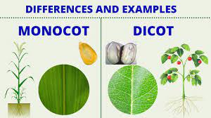 monocot vs dicot differences between