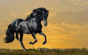 Horse wallpaper, Beautiful horses ...