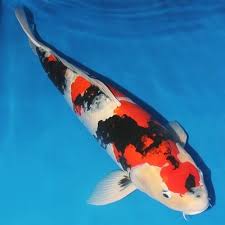 The staff are so helpful, and are the most pleasant staff i have ever encountered in any shop (pet shop or otherwise). Pet Stores That Sell Koi Fish Near Me Di 2021