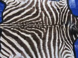real zebra skin rug size 57x52 new