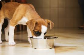 9 best dog foods for sensitive stomachs