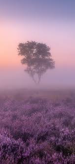lavender fields wallpaper 4k purple