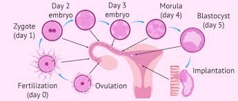signs of positive embryo transfer