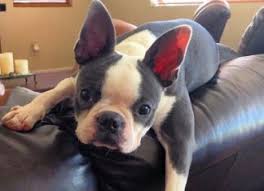 Boston terrier puppies for sale under $500 near me. Boston Terrier Breed Boston Terrier At Bterrier Com
