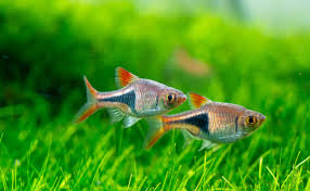 rasbora tank mates what fish can you