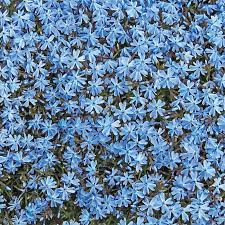 blue emerald carpet phlox plants