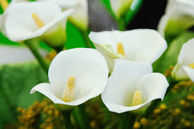 ask a master gardener calla lilies can