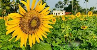 Sunflower Boom Is In Puzha