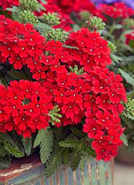 Plants With Red Flowers Foliage Red
