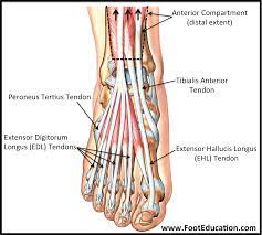 It's likely to be a sprain or strain if: Anatomy Of The Foot And Ankle Orthopaedia