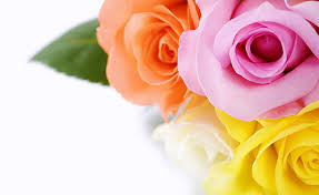 hd wallpaper diffe colours roses