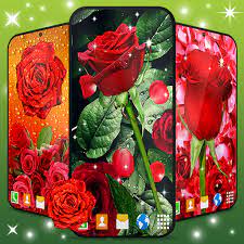 3d Red Rose Live Wallpaper Apk