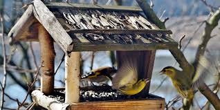 mangeoire à oiseaux pour l hiver
