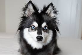 14 dog breeds with blue eyes