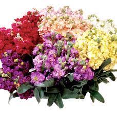 Find & download free graphic resources for flower color. Buy Stock Filler Fresh Cut Flower At Wholesale