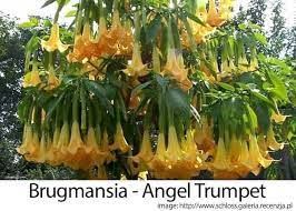 Planting and growing requirements for angel's trumpet plants. Angel Trumpet Tree Care Tips On Growing Brugmansia Plants