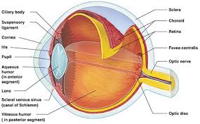 about the eye top optometrist