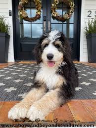 tricolor f1 f1b bernedoodle puppies