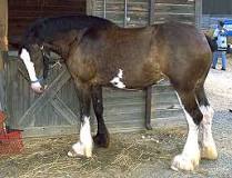 why-do-they-cut-off-clydesdales-tails