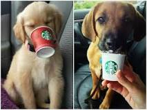 what-is-a-sonic-pup-cup