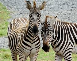 Mountain zebras are commonly found in the south africa and namibia. Plains Zebra Seneca Park Zoo