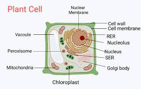 Cytoplasm, ribosomes, rough endoplasmic reticulum; Draw A Diagram Of A Plant Cell And Label At Least Eight Class 11 Biology Cbse