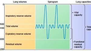 lung volumes and capacities owlcation