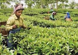 70 000 tea workers in barak valley