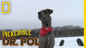 great dane the incredible dr pol