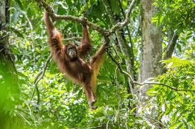 Key Facts: Why we need Indonesia's rainforests - Canopy