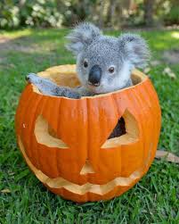 australia zoo is celebrating halloween