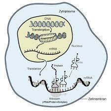 Die ribosemoleküle und die phosphatreste bilden das rückgrat der mrna. Von Der Dna Zum Protein Simplyscience