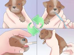 How To Tube Feed A Puppy 15 Steps With Pictures Wikihow