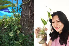 Diy Money Plant In Glass Bottle Jewelpie