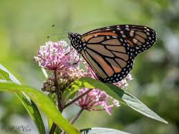 attracting monarch erflies with